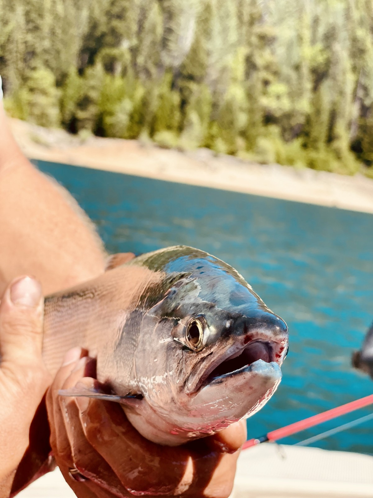 Personal best kokanee at Sly Creek Reservoir
